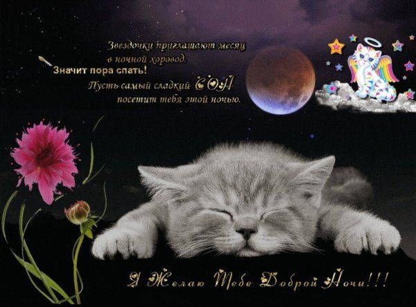 Открытка «Кот»: Открытка доброй ночи с милым котиком. Тэги: животное, пожелание, радость, цветок, милая, благополучие…