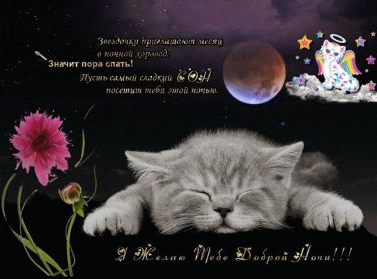 Открытка «Кот»: Открытка доброй ночи с милым котиком. Тэги: животное, пожелание, радость, цветок, милая, благополучие…