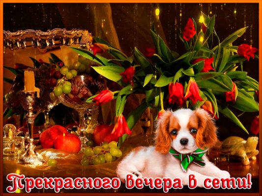 Открытка «Животное»: Прекрасного вечера в сети! Открытка с милым щенком. Тэги: пожелание, улыбка, красивая, позитив…