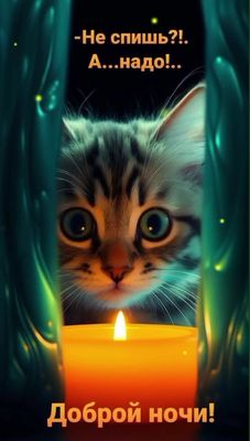 Открытка «Кот»: Добрый ночи! Милый кот с юмором желает хорошего сна. Тэги: животное, пожелание, юмор, прикольная…