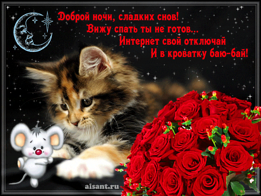 Открытка «Кот»: Добрый ночи, сладких снов, милый кот и розы. Тэги: животное, пожелание, юмор, улыбка, красивая…