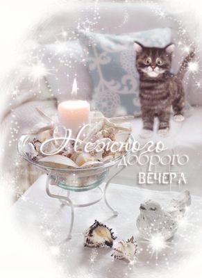 Открытка «Кот»: Нежного доброго вечера: уют и милый котенок. Тэги: животное, пожелание, красивая, радость, настроение…