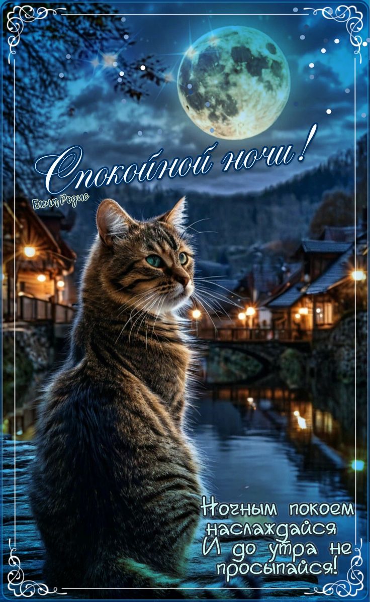 Открытка «Кот»: Спокойной ночи с котом и полной луной. Тэги: животное, пожелание, красивая, фонарь, нежная, милая…