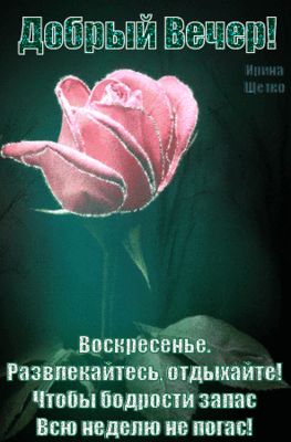 Открытка «Добрый вечер и пожелания»: Добрый вечер, воскресенье! Отдыхайте с розой!. Тэги: Добрый вечер красивые…