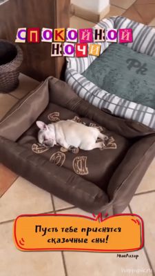 Открытка «Животное»: Спокойной ночи! Милая открытка со спящим щенком. Тэги: позитив, радость, нежная, подушка, мечта…