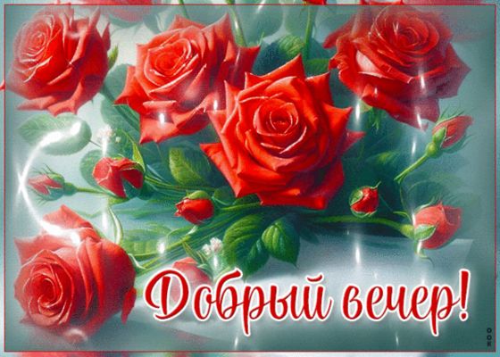 Открытка «Любимая женщина»: Добрый вечер! Красивая открытка с красными розами. Тэги: анимационный, Добрый вечер и пож…