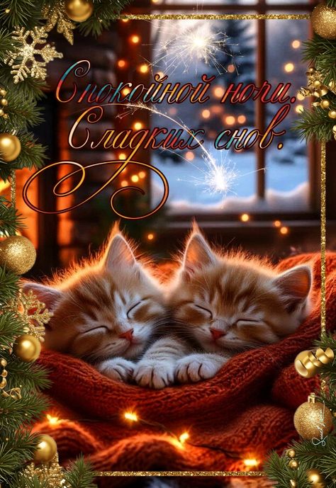 Открытка «Животное»: Спокойной ночи, Сладких снов — милые котята. Тэги: красивая, радость, настроение, нежная, зима…