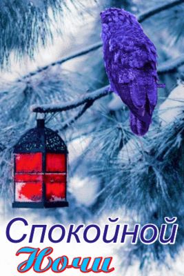 Открытка «Животное»: Спокойной ночи: Мудрая сова и уютный фонарь. Тэги: пожелание, красивая, фонарь, настроение…