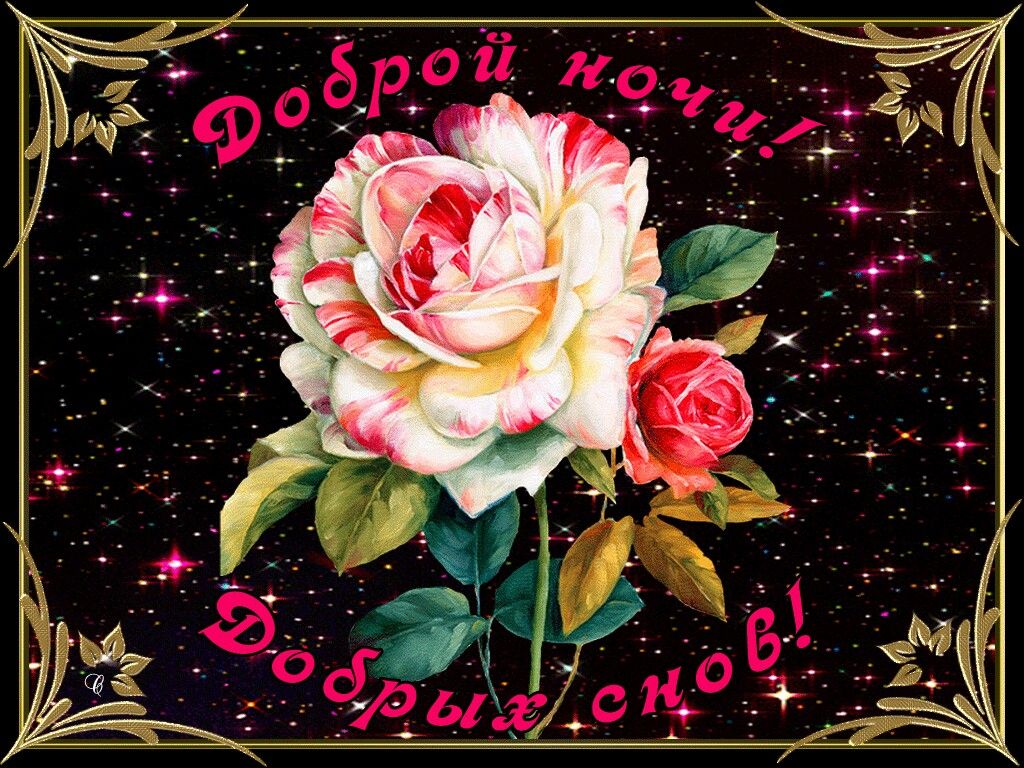 Открытка «Доброй ночи»: Добрый ночи и добрых снов с нежной розой. Тэги: Спокойной ночи, Спокойной ночи, с пожеланиями…
