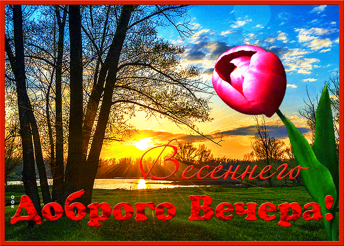 Открытка «Добрый вечер и пожелания»: Весеннего доброго вечера с красивым тюльпаном. Тэги: Доброго вечера и хорошего н…