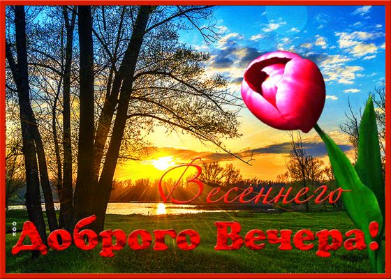 Открытка «Добрый вечер и пожелания»: Весеннего доброго вечера с красивым тюльпаном. Тэги: Доброго вечера и хорошего н…