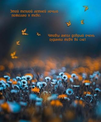 Открытка «Пожелание»: Добрый ночь и сладких снов, милая открытка. Тэги: красивая, цветок, нежная, лето, природа…