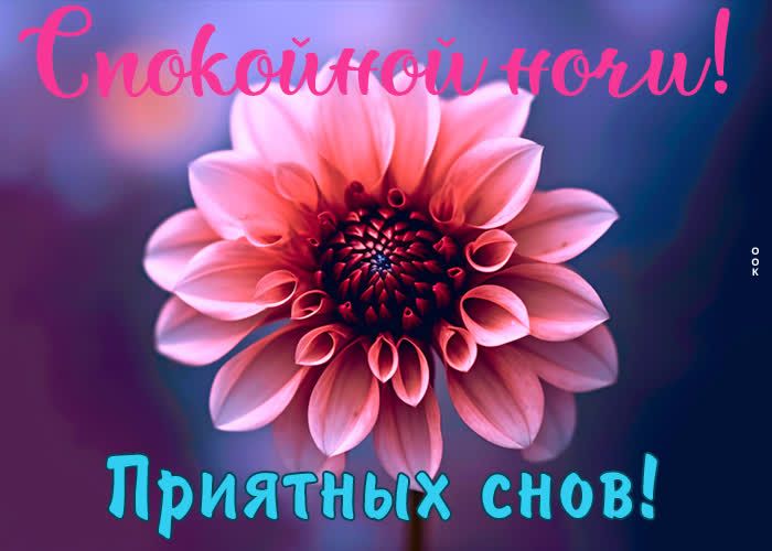 Открытка «Пожелание»: Спокойной ночи! Нежная открытка с цветком. Тэги: красивая, цветок, настроение, нежная, розовый…