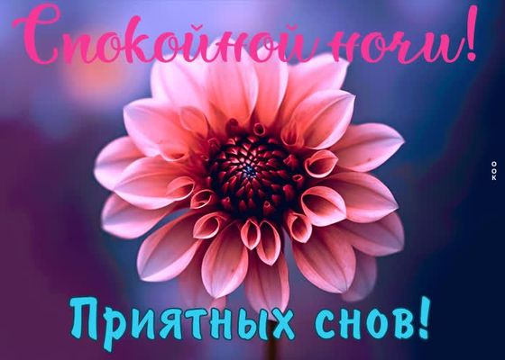Открытка «Пожелание»: Спокойной ночи! Нежная открытка с цветком. Тэги: красивая, цветок, настроение, нежная, розовый…