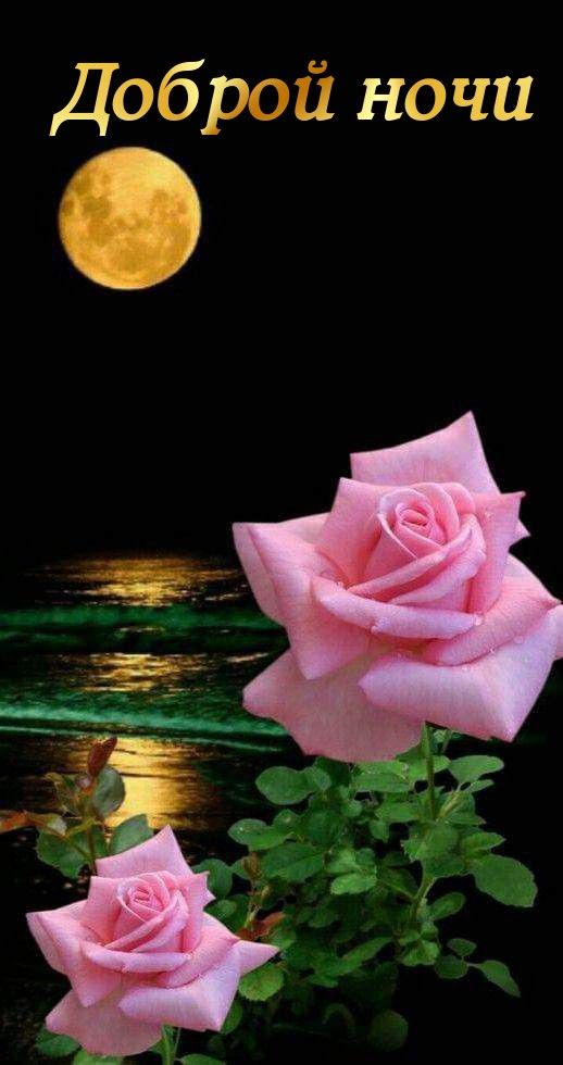 Открытка «Красивая»: Добрый ночи: нежная роза под луной. Тэги: цветок, настроение, нежная, роза, растение, отражение…