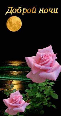 Открытка «Красивая»: Добрый ночи: нежная роза под луной. Тэги: цветок, настроение, нежная, роза, растение, отражение…