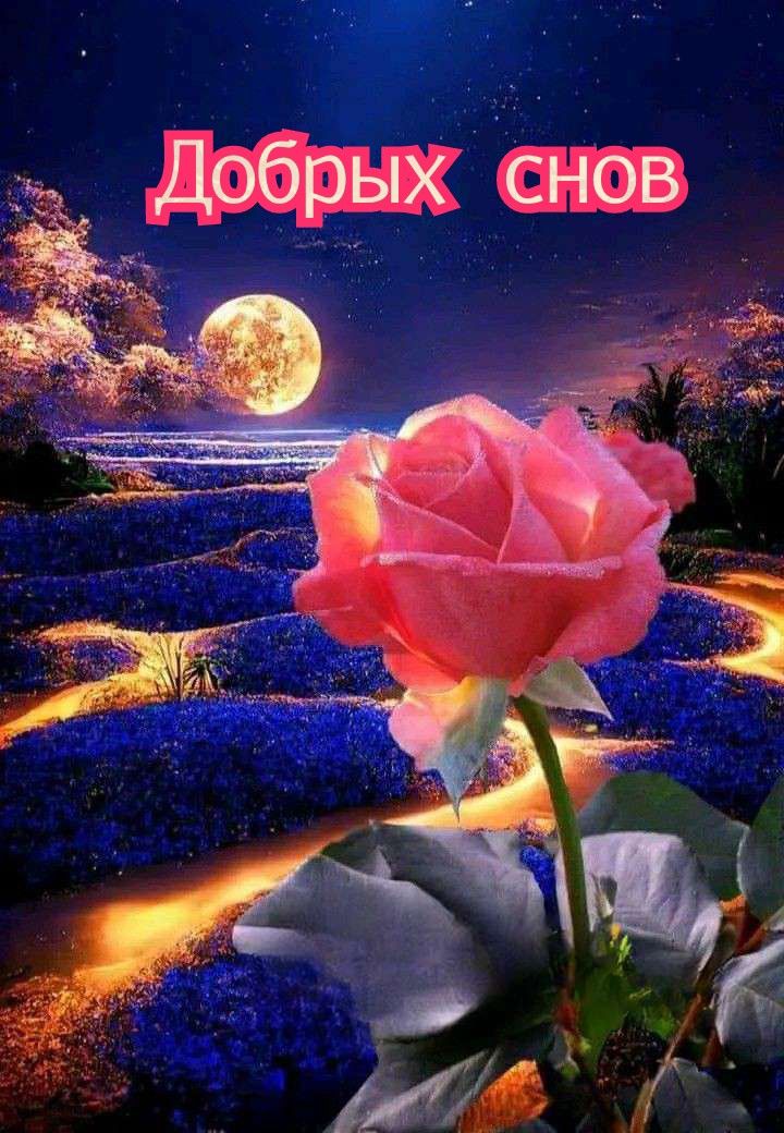Открытка «Пожелание»: Добрых снов: нежная роза под луной. Тэги: красивая, цветок, нежная, природа, роза, пейзаж, ночь…