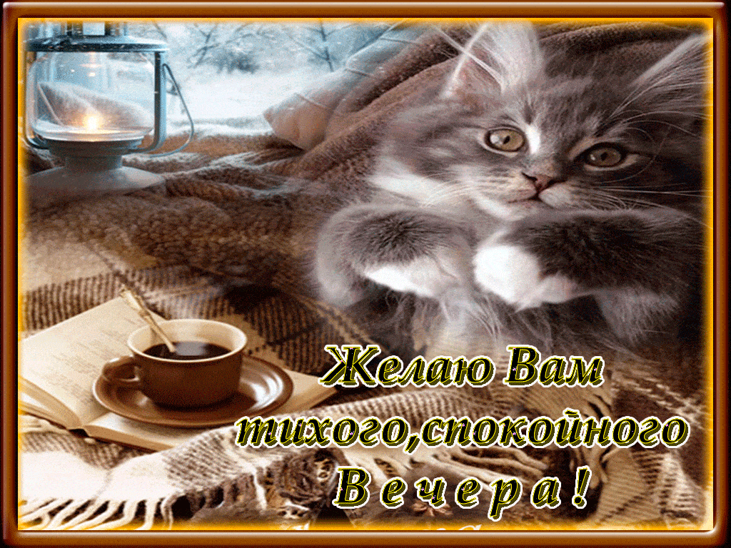 Открытка «Кот»: Милого вечера с котиком и чашкой кофе. Тэги: животное, пожелание, красивая, кофе, позитив, уют, чашка…