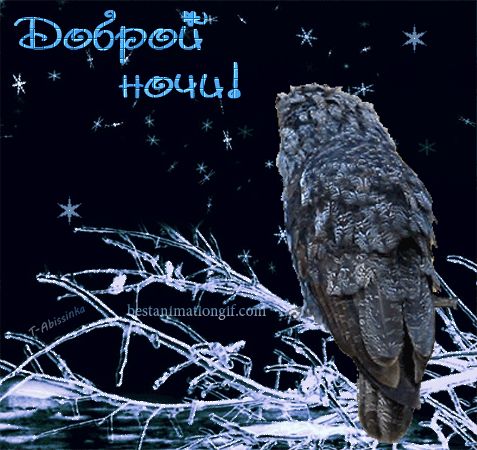 Открытка «Животное»: Доброй ночи! Сова на ветке, мерцающая ночь. Тэги: красивая, нежная, зима, снег, ветка, сова…