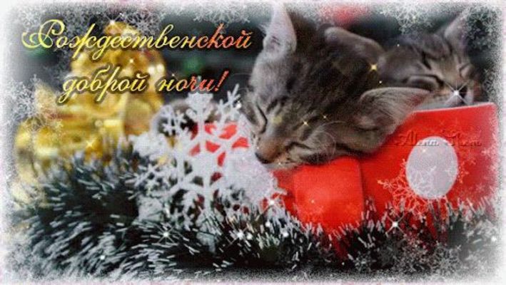 Открытка «Кот»: Рождественской доброй ночи и уютных снов!. Тэги: животное, красивая, уют, зима, милая, праздник, снег…