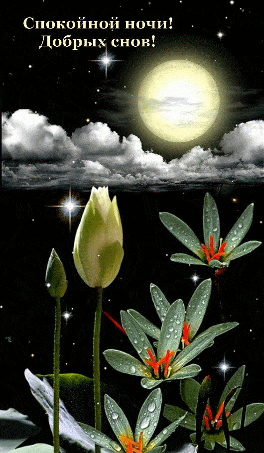 Открытка «Красивая»: Красивая ночь и сладких снов. Тэги: цветок, нежная, природа, облако, сон, анимация, ночь, луна…