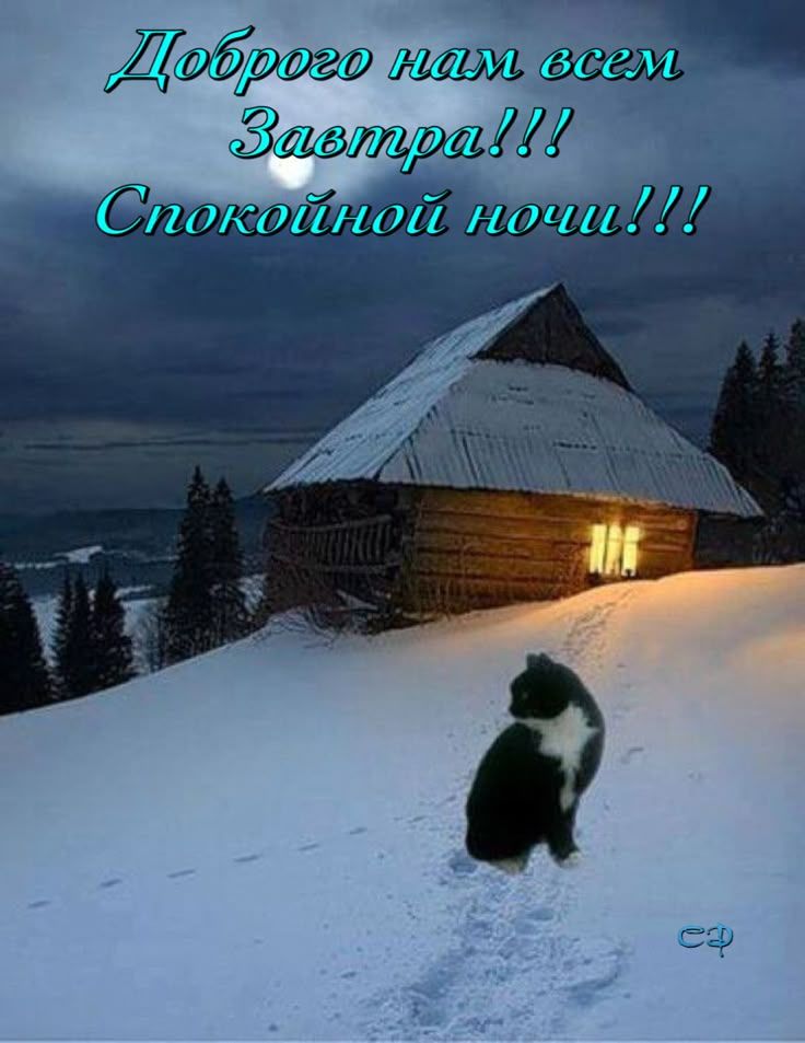 Открытка «Кот»: Спокойной ночи! Зимний кот. Тэги: животное, пожелание, красивая, настроение, зима, природа, милая…