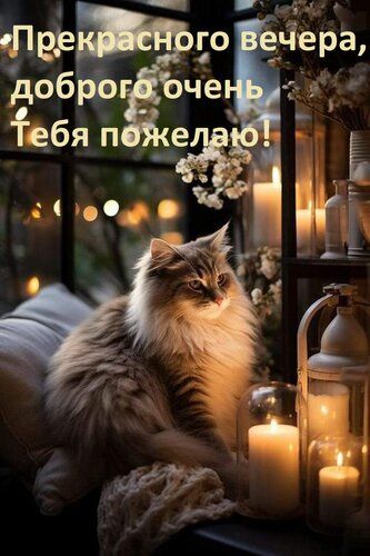 Открытка «Кот»: Прекрасного вечера: уют и тепло с пушистым другом. Тэги: животное, пожелание, позитив, радость, фонарь…