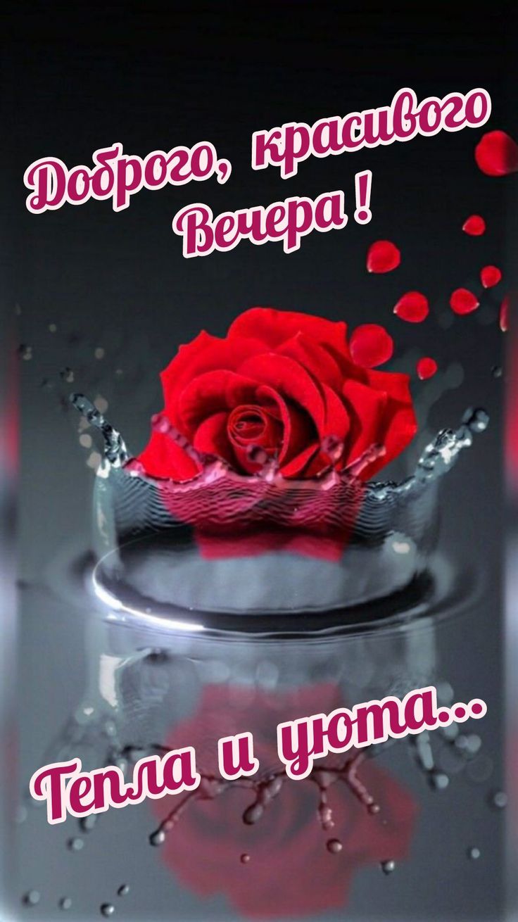 Открытка «Пожелание»: Доброго, красивого вечера с розой. Тэги: красивая, цветок, тепло, настроение, нежная, роза, вода…