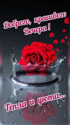 Открытка «Пожелание»: Доброго, красивого вечера с розой. Тэги: красивая, цветок, тепло, настроение, нежная, роза, вода…