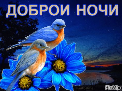Открытка «Красивая»: Доброй ночи, птицы и цветы. Тэги: цветок, птица, нежная, природа, милая, небо, пейзаж, анимация…