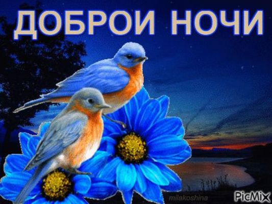 Открытка «Красивая»: Доброй ночи, птицы и цветы. Тэги: цветок, птица, нежная, природа, милая, небо, пейзаж, анимация…