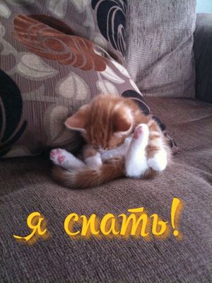 Открытка «Кот»: Милая открытка «Я спать!» с котенком. Тэги: животное, прикольная, красивая, нежная, подушка, милая…