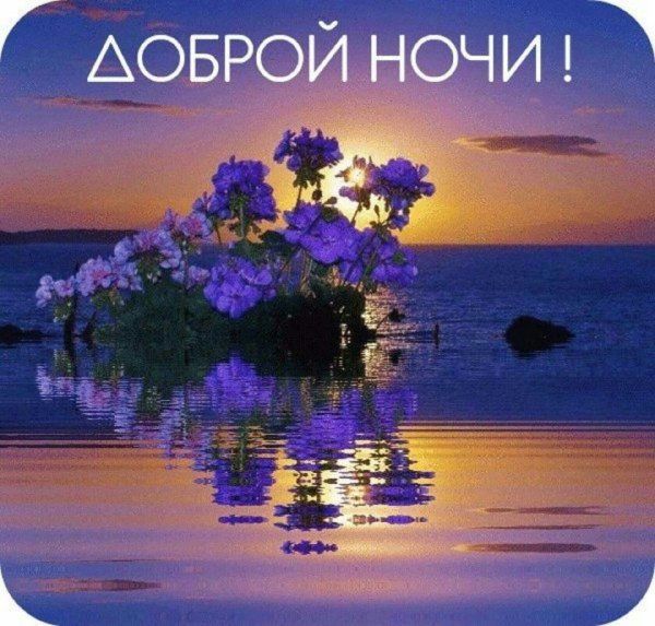 Открытка «Красивая»: Добрый ночи! Красивая открытка с цветком и закатом. Тэги: цветок, настроение, нежная, природа…