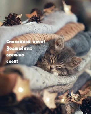 Открытка «Кот»: Спокойной ночи! Волшебных осенних снов!. Тэги: животное, пожелание, осень, настроение, нежная, пушист…