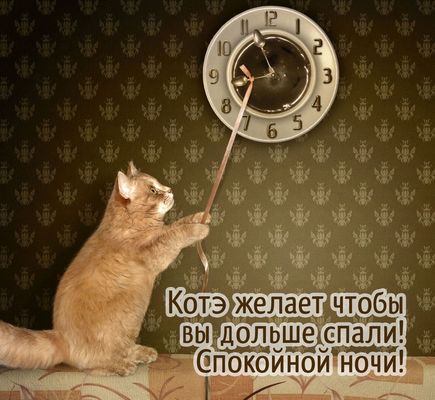Открытка «Кот»: Спокойной ночи: Котэ желает дольше спать!. Тэги: животное, пожелание, юмор, прикольная, смешная…